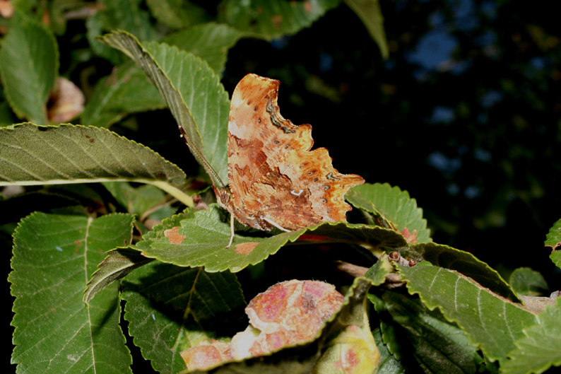 Polygonia c-album